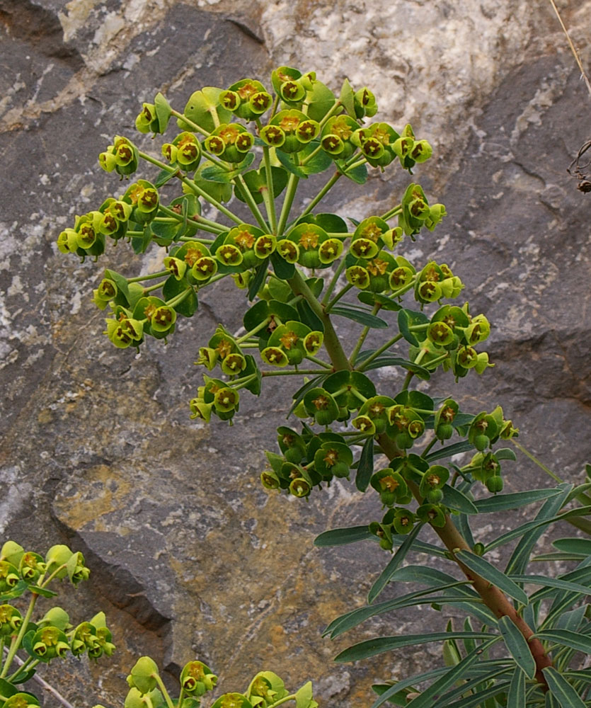 Euphorbia characias / Euforbia cespugliosa